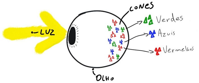 Diagrama dos fotorreceptores do olho humano